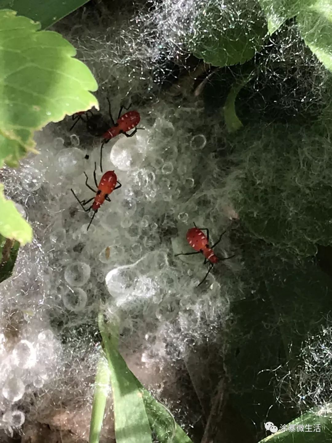 小心惠安发现这种害虫的踪迹吓人涂寨木棉树下发现红色的虫子到底是