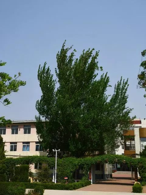 名校风采│新民市实验中学明德笃实智远乐验