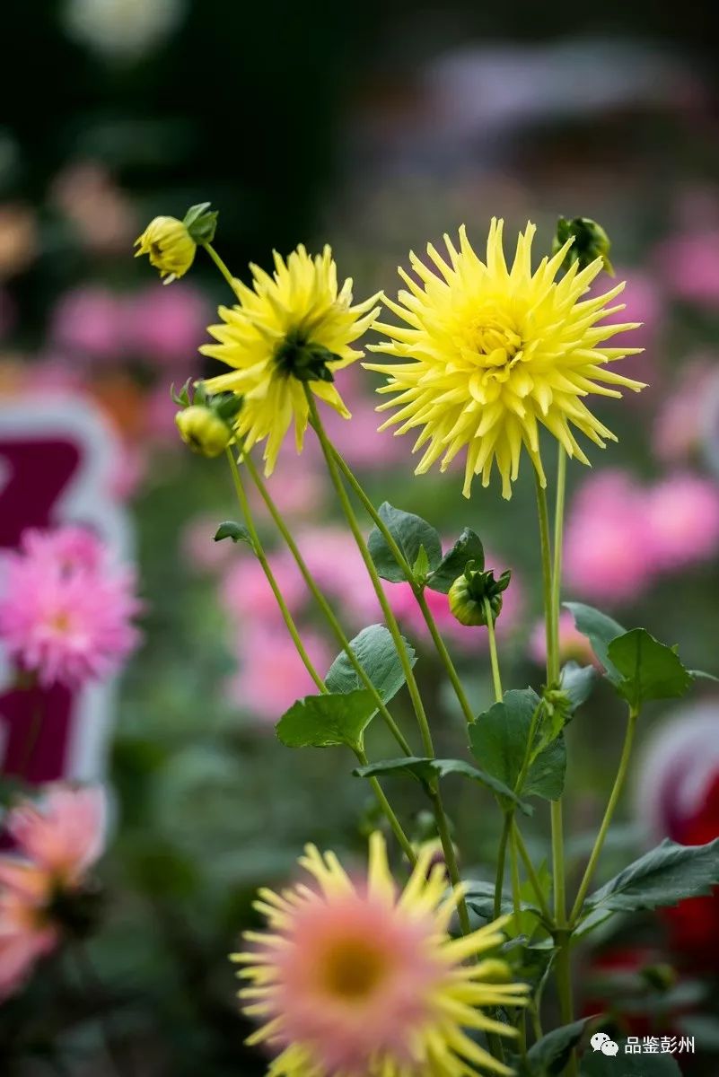 馬鞭草,白百合,金光菊,比格海棠……這裡已花開成海,在彭州遇見最心動