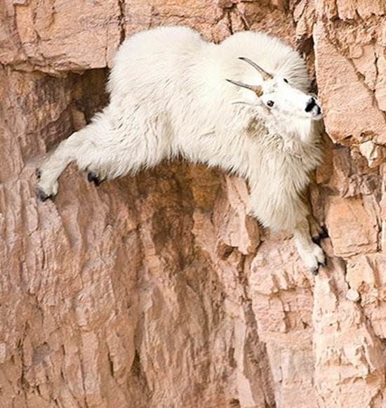 北美洛基山上的"雪山飞羊",无敌又无奈