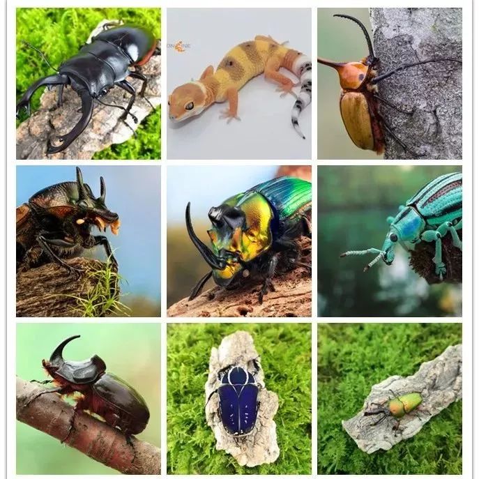 引爆30w亲子家庭超高人气昆虫艺术展空降广州今夏必打卡