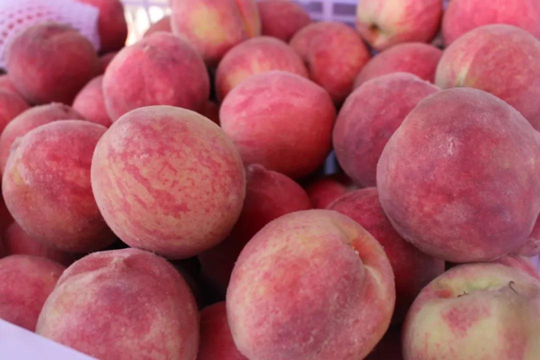 记载,桐柏县已有2000多年的朱砂红桃种植历史,朱砂红桃个头大,颜色鲜