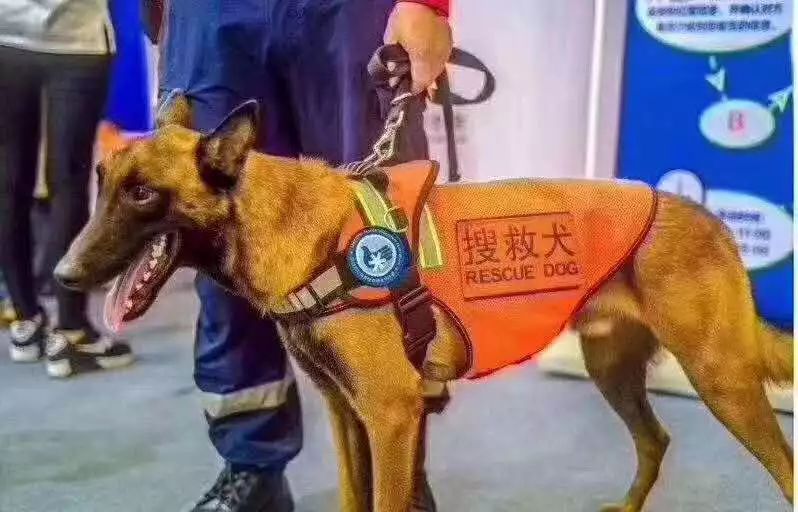 512搜救犬叮当真实故事图片