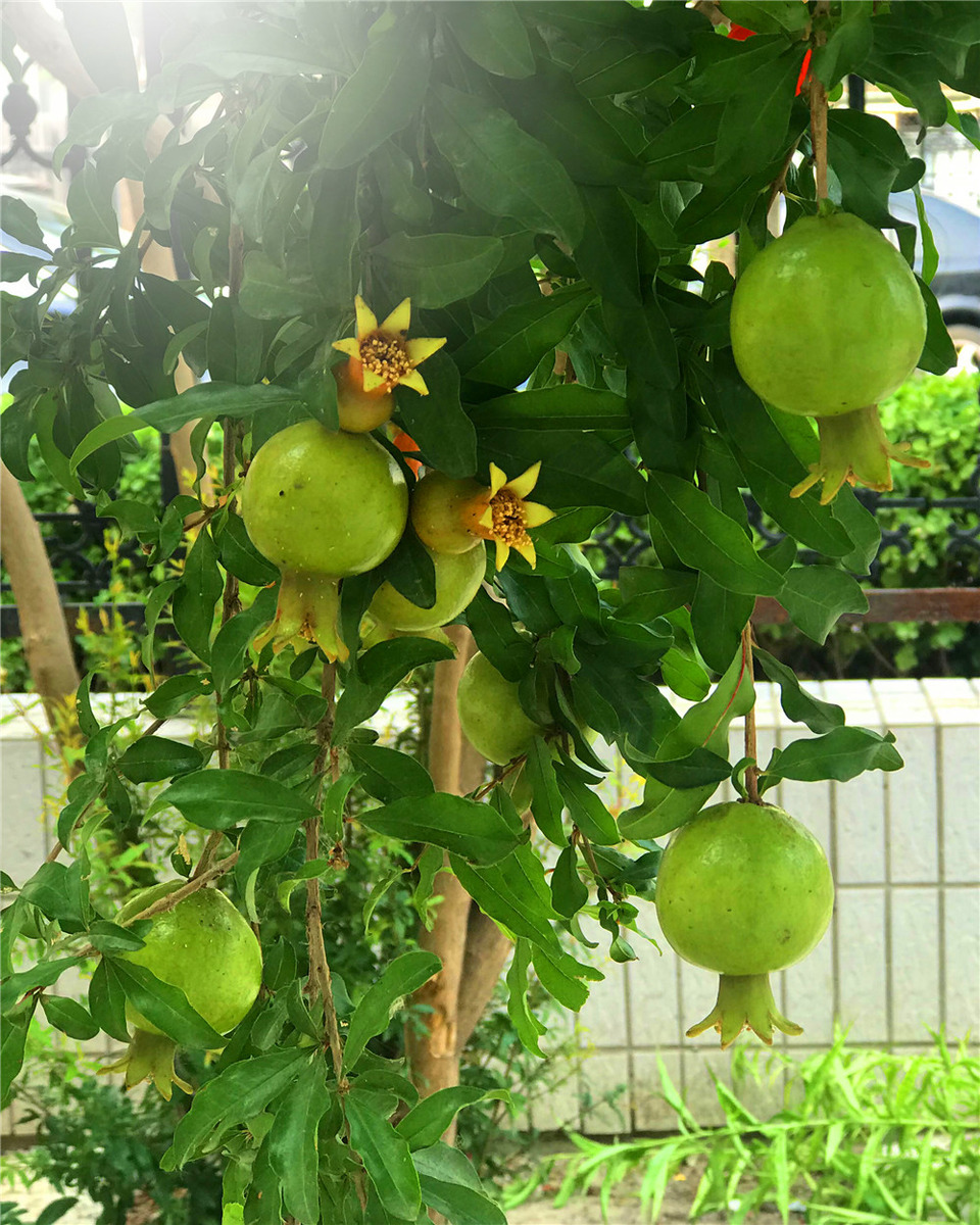 图虫人文摄影刘勇良手机纪实摄影石榴在生长
