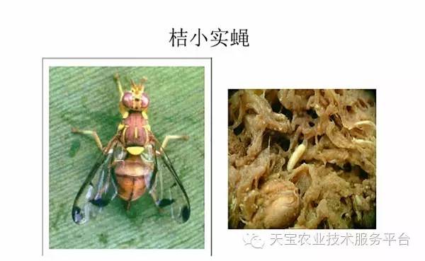 顽固的咀嚼式口器害虫图谱