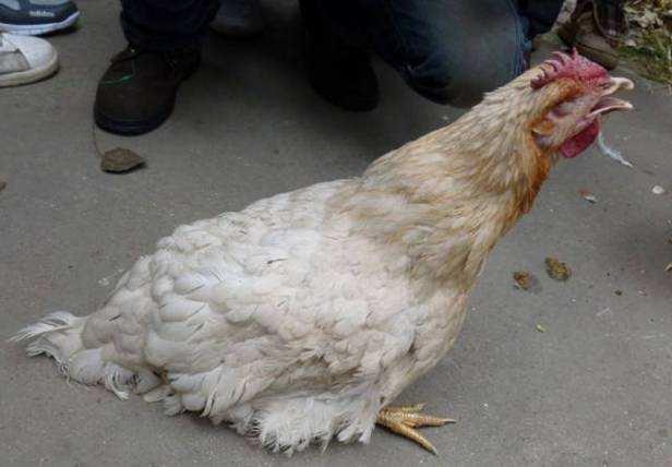 养殖干货—夏季养鸡常见病?热应激,肠炎,霉菌毒素