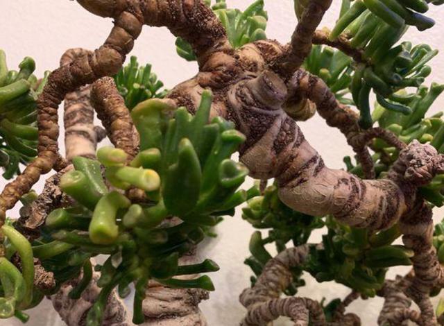 多肉吸财树这样养枝干长得拳头粗掰片叶子摆一摆一夜成大户