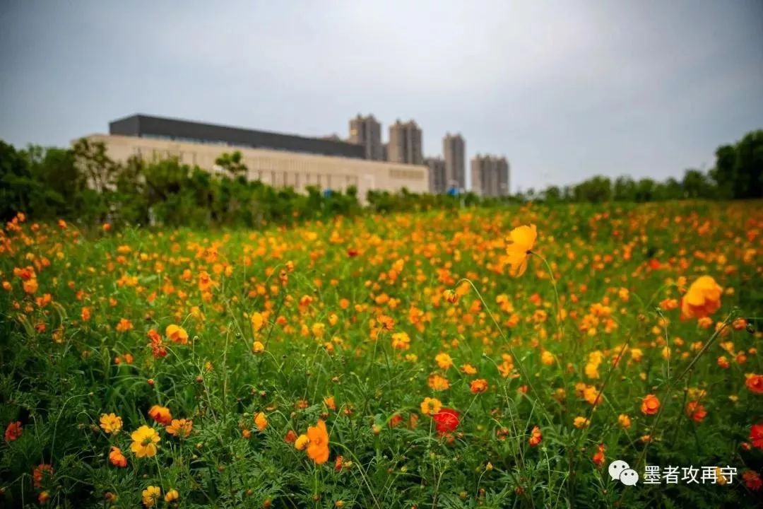 夏至已至常熟的这个地方被花海包围美到窒息