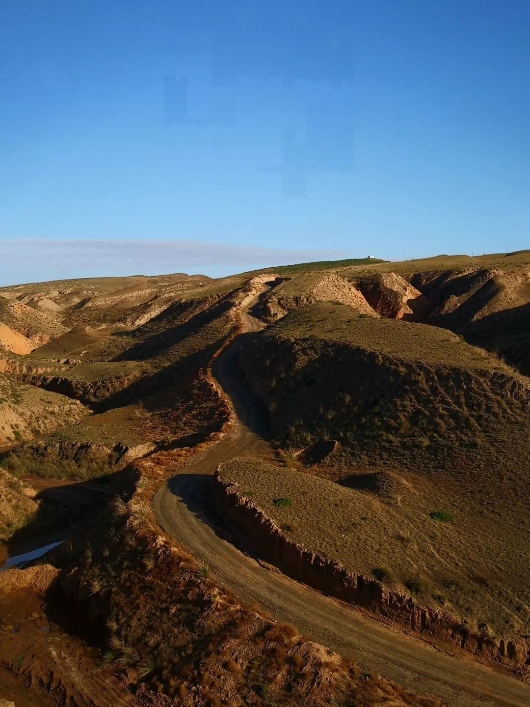 香气迷人效益可观永康镇一山地里的1000亩金银花惹人醉