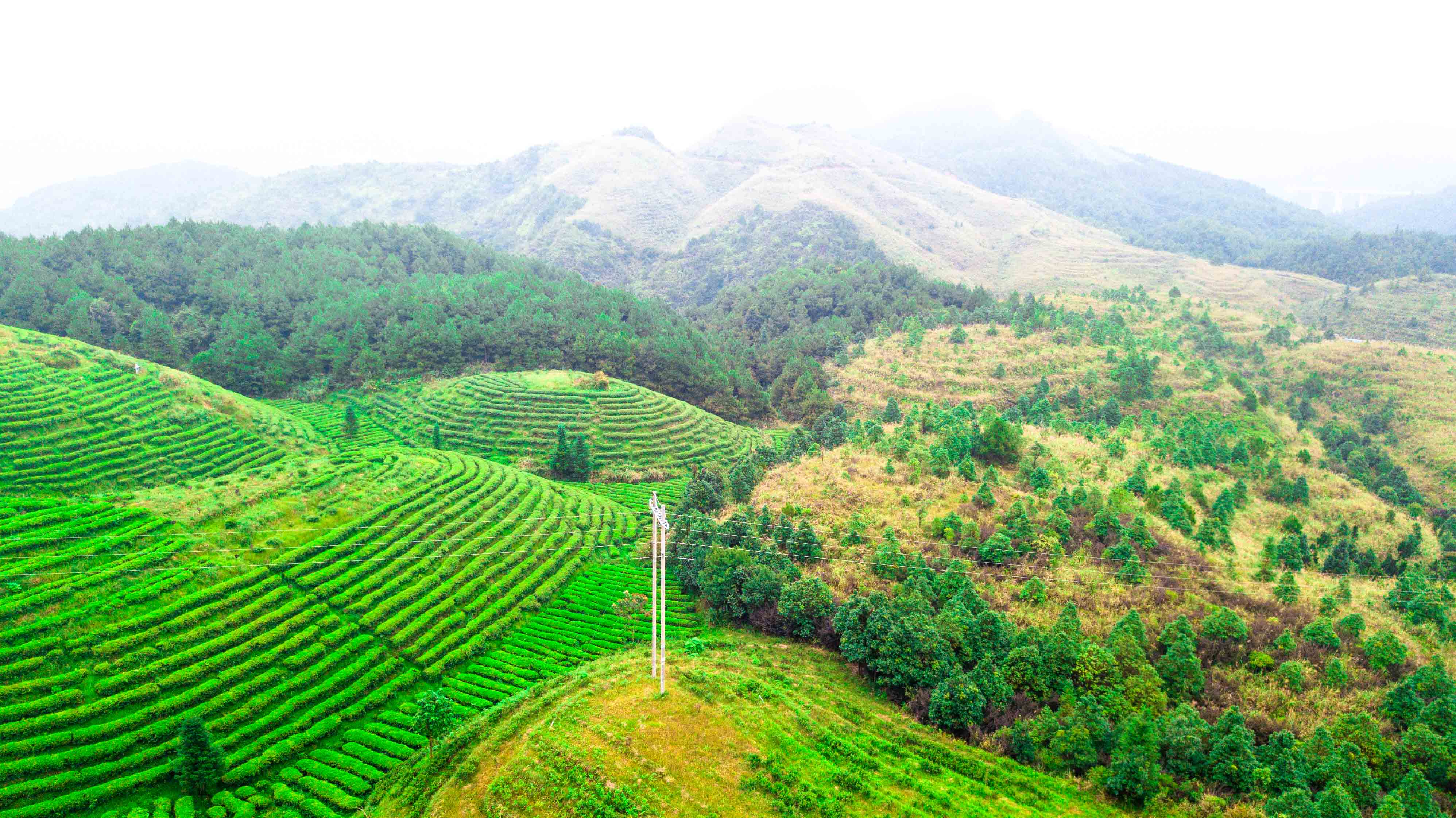 贵州有片"涉世未深"的梯田,山内常年云雾缭绕,多数人都没去过_茶园