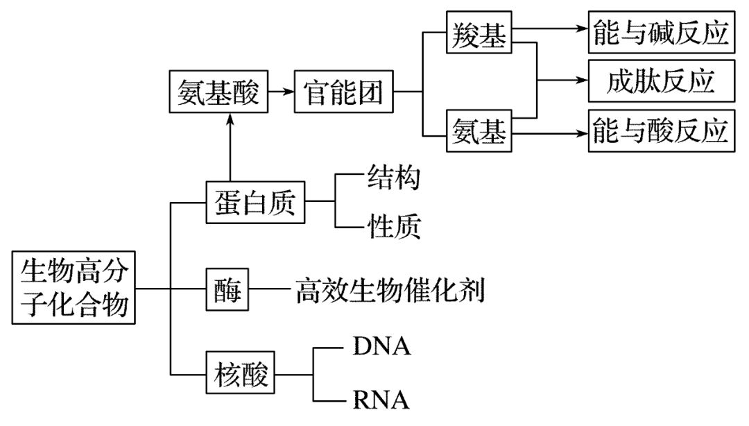 高中化學選修5知識點蛋白質和核酸