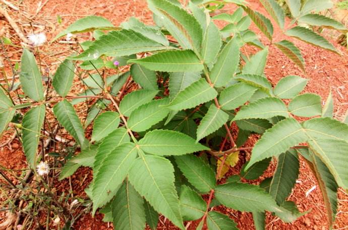 这种野果的名字叫做盐肤子,它的汁液就是盐巴,相信大多数人都没有见过