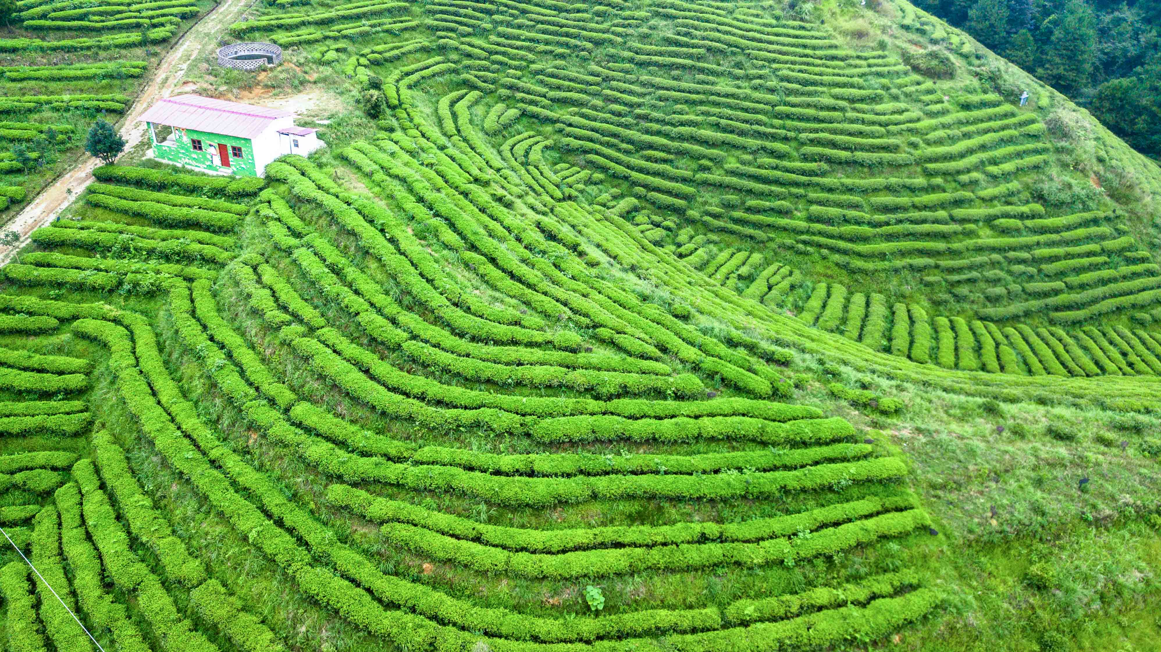 贵州有片"涉世未深"的梯田,山内常年云雾缭绕,多数人都没去过_茶园