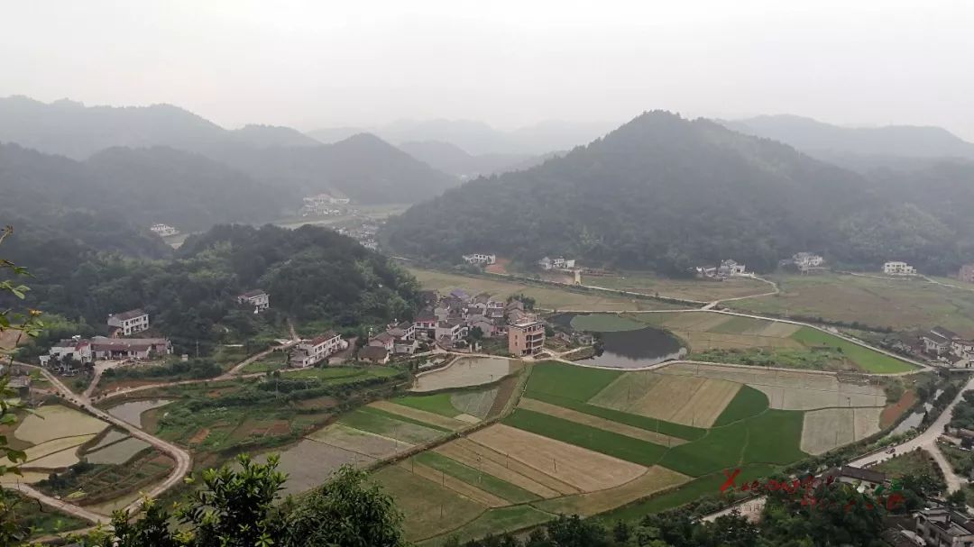 韶山湘韵【红林花海 红林尽染杨林山 来年杨林花更红_杨林乡