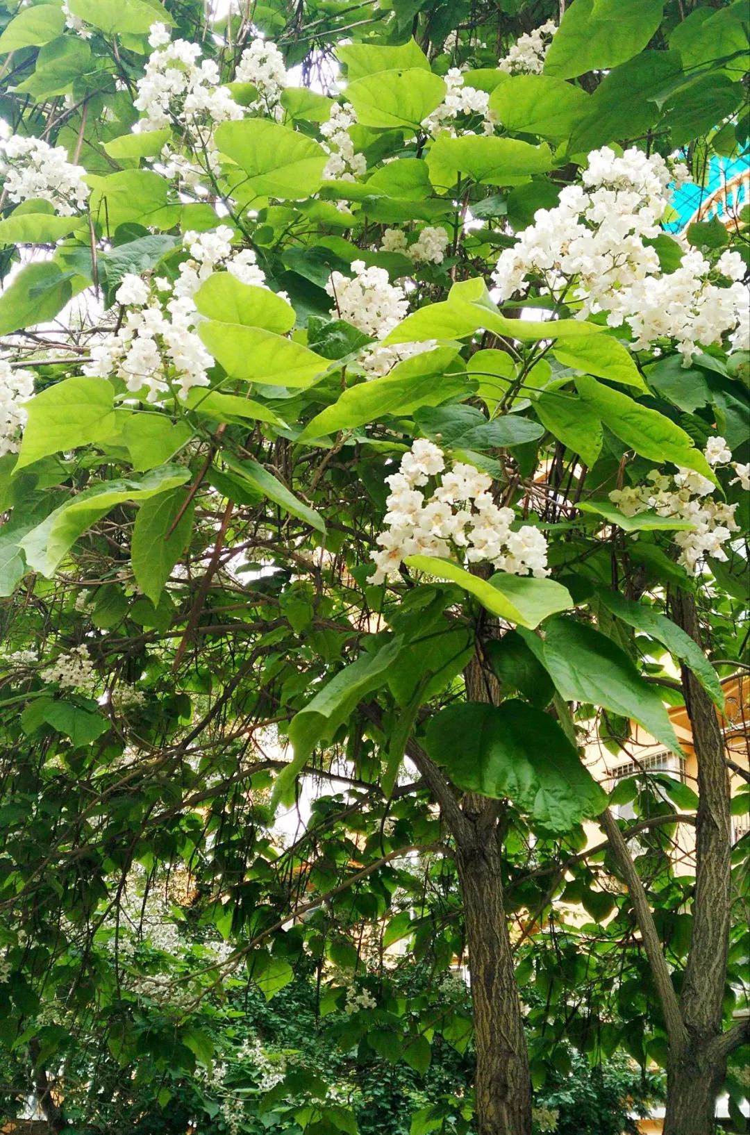 夏至 | 昼晷已云极,宵漏自此长