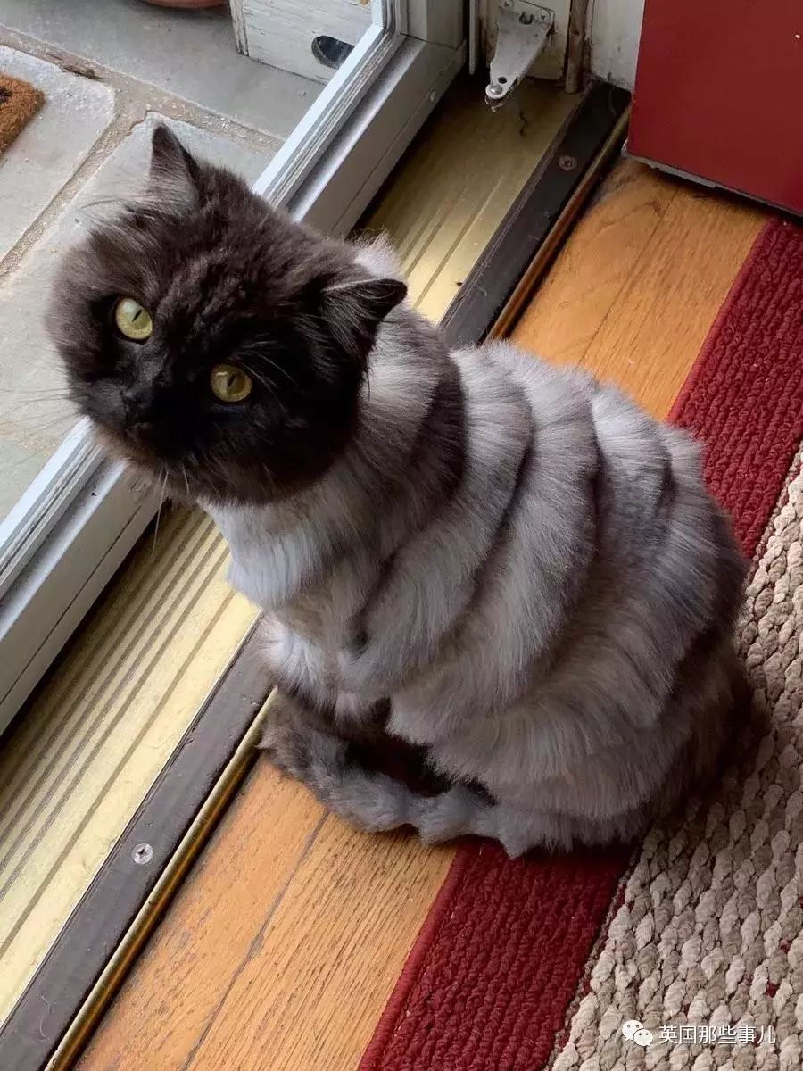 想给猫剪个老虎造型却喜提一台手风琴