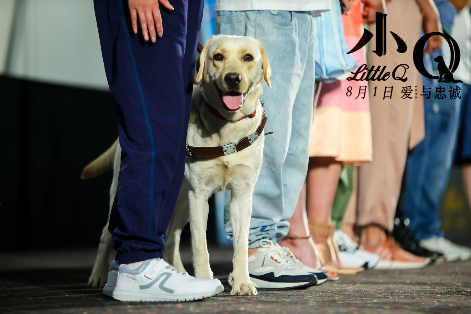 [消息]电影《小q》上海超前观影 催泪神犬忠诚一生感动千人
