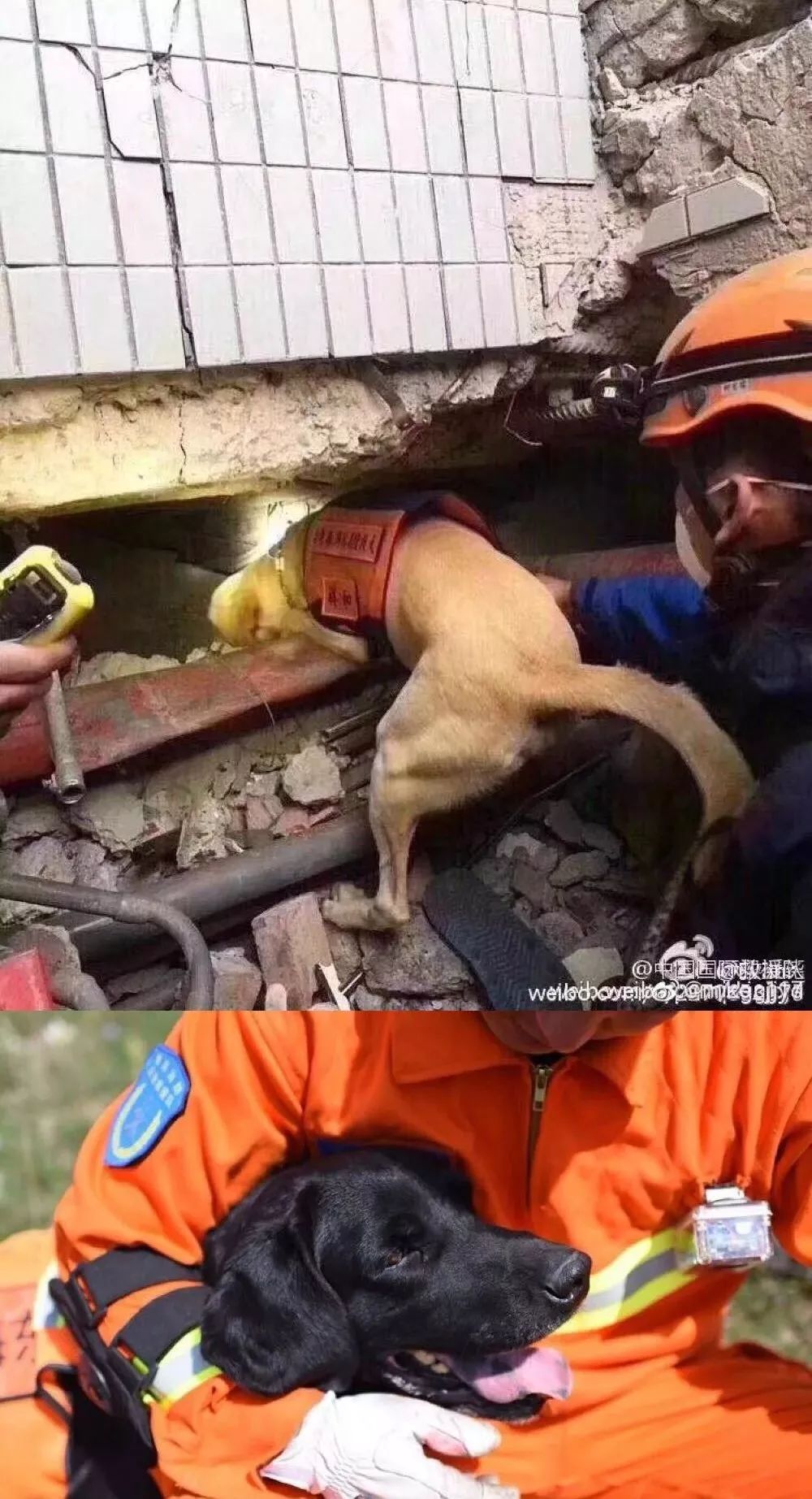 宜賓救災搜救犬累癱在地請別在地震時才記起它們的好676767