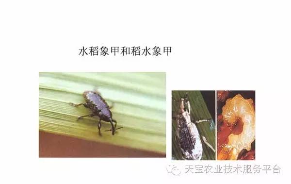 顽固的咀嚼式口器害虫图谱