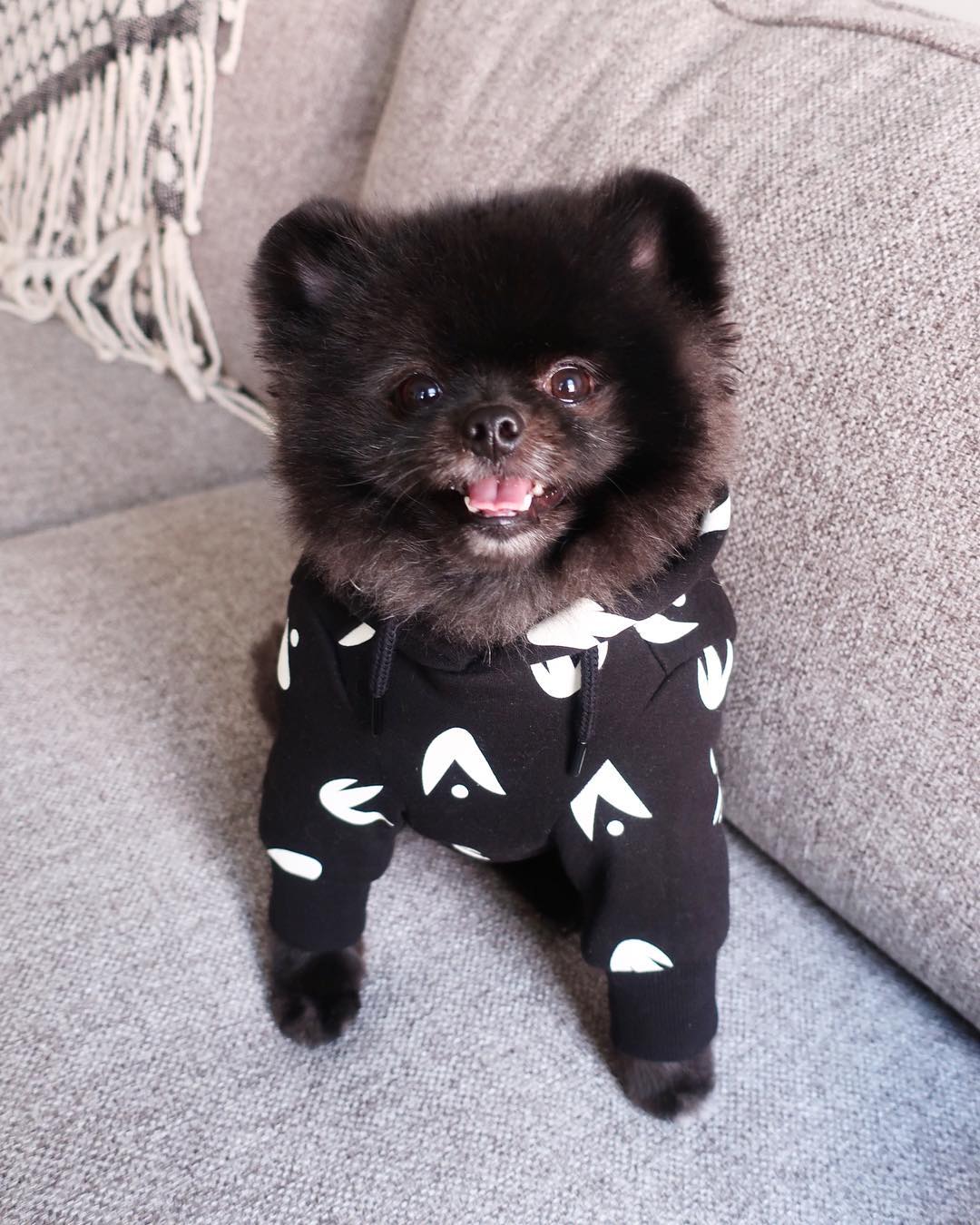 超可爱一只来自韩国名叫玉米的黑色小博美宠物狗狗