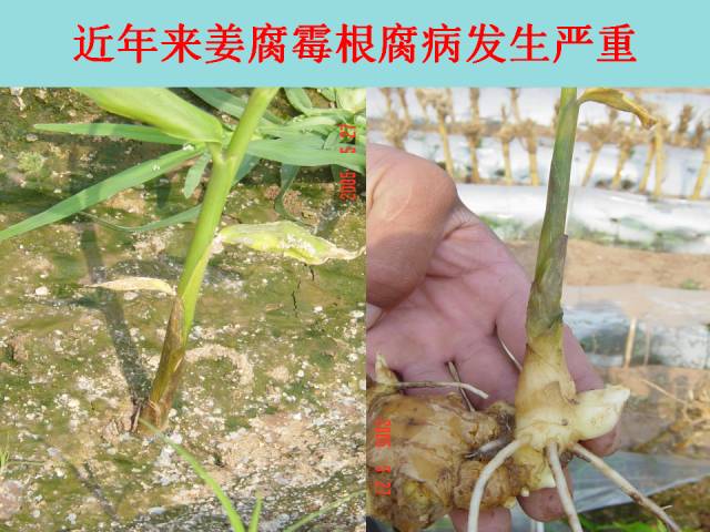 大姜黄叶干尖为哪般?