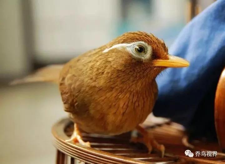 斗鸟眼色深的好还是眼色浅的好详解