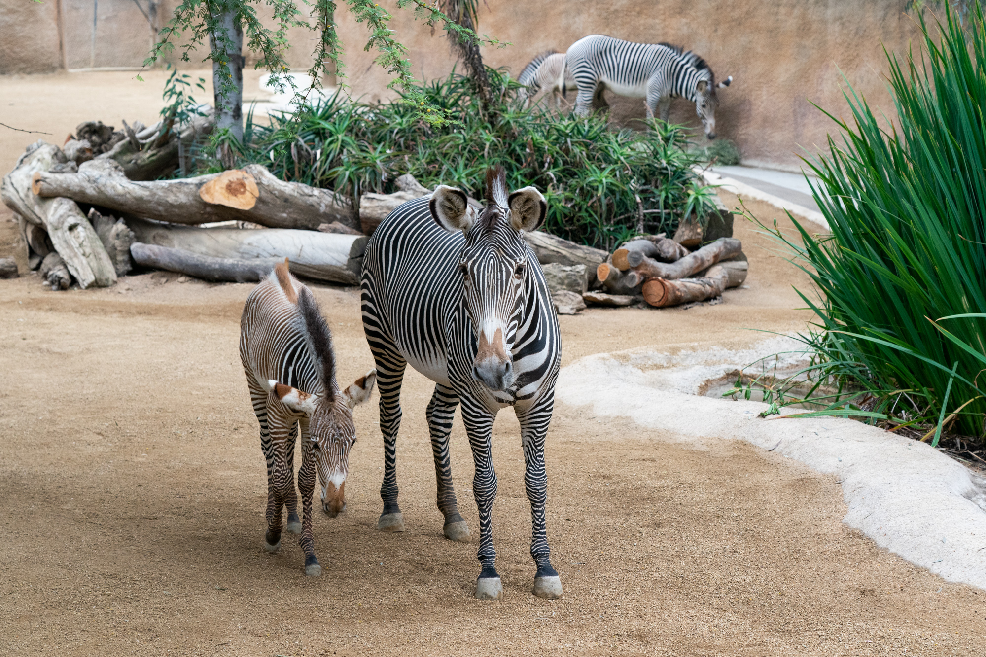 洛杉磯動物園小斑馬首次與遊客見面