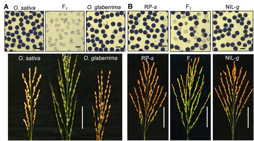 刘耀光团队发表水稻杂种不育分子遗传研究综述论文
