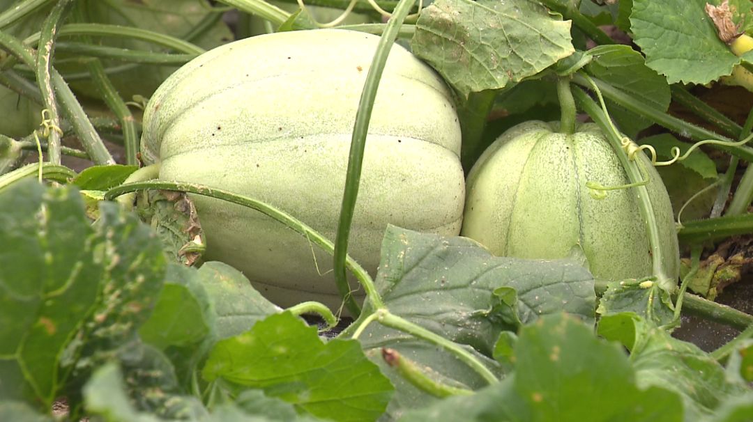 但要是没有吃过"阿婆瓜"小皇冠西瓜,亭林雪瓜,珠峰甜瓜……金山的各种