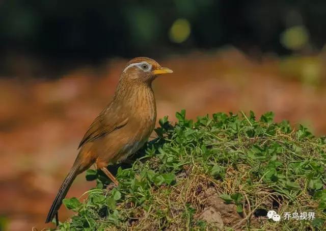 38句讓你養好畫眉鳥