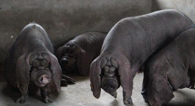 太湖猪属于江海型猪种,产于江浙地区太湖流域,是我国猪种繁殖力强,产