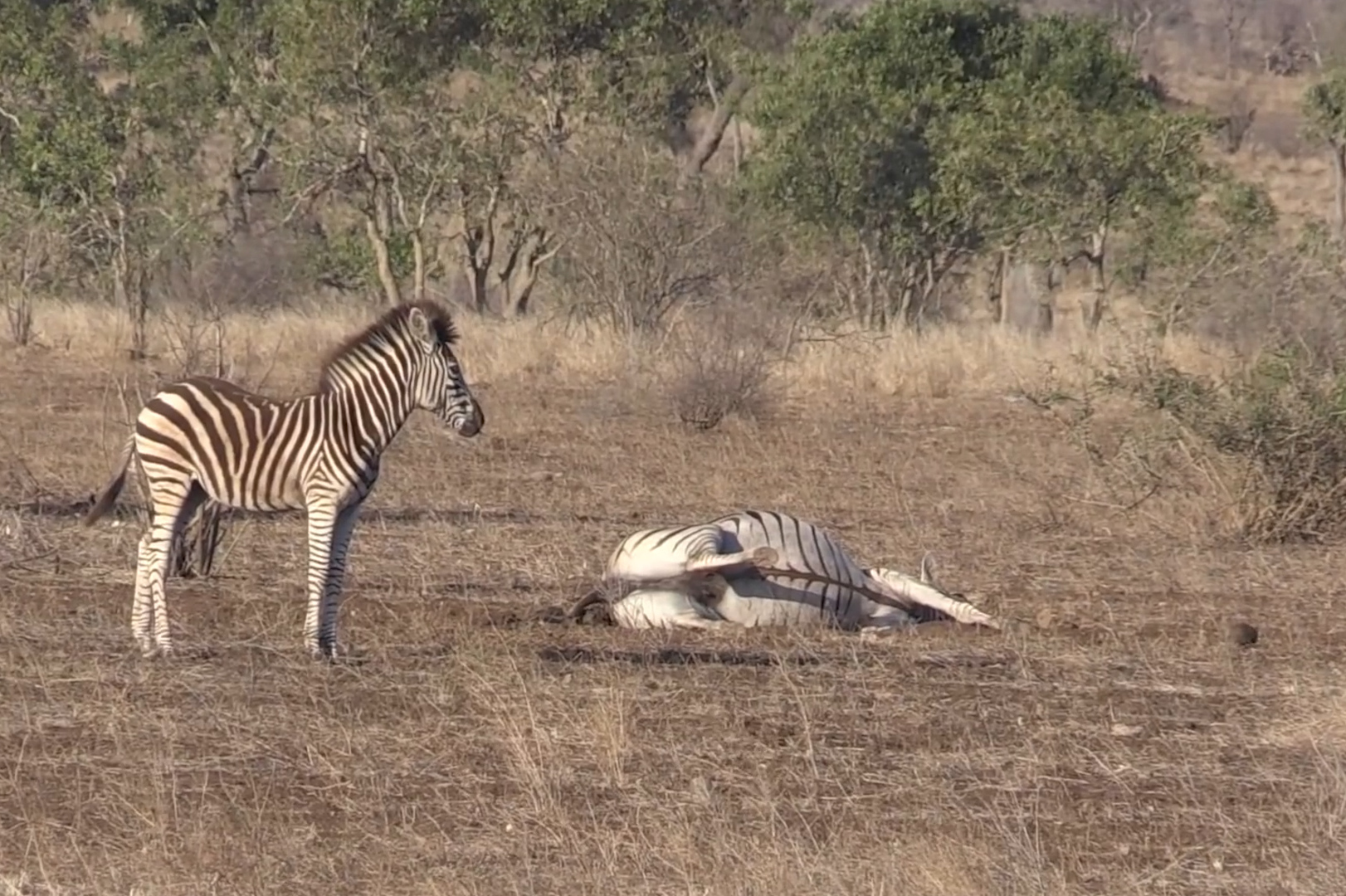 母斑马难产倒地不起公斑马的举动令人感动镜头拍下全过程