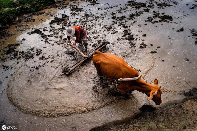 疲惫不堪的老牛让大自然隐隐作痛
