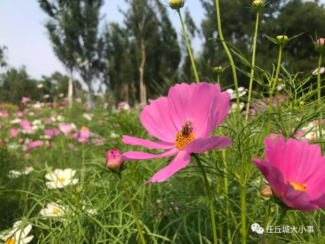 任丘百畝花海盛開正當時野味十足等你來撩兒