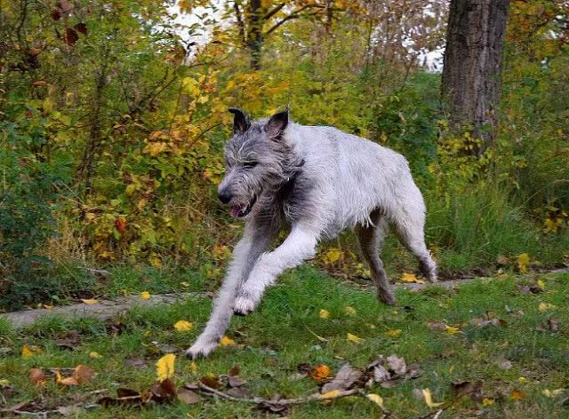 因为体型实在过于巨大,所以爱尔兰猎狼犬看起来似乎有点可怕