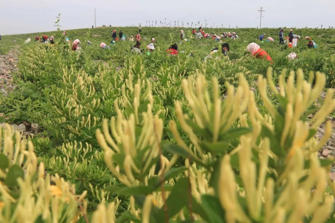 "欢迎你们来到金银花种植基地,感受金银花的魅力.