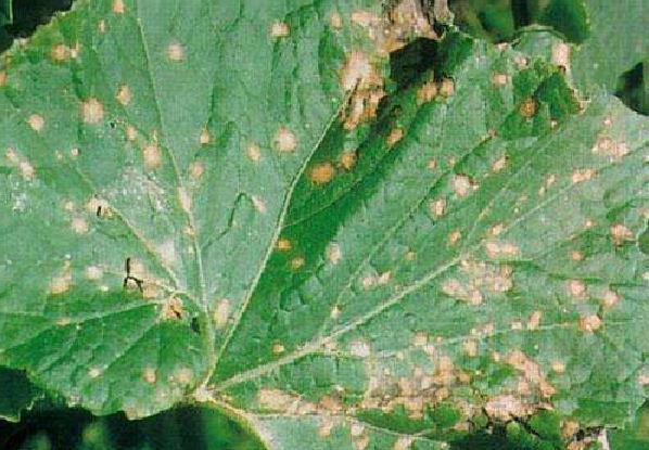 冬瓜灰斑病的症状及防治方法