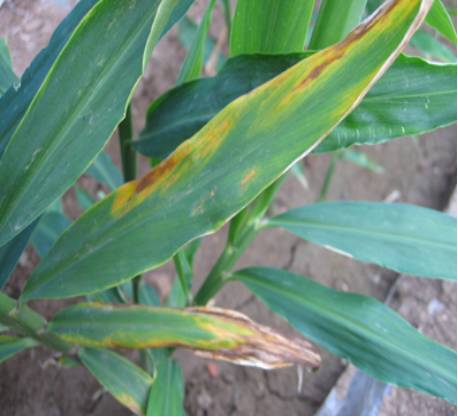 细菌性药灌根生姜"黑皮病" (麻脚)地上枯萎生姜溃疡病生姜细菌软腐病