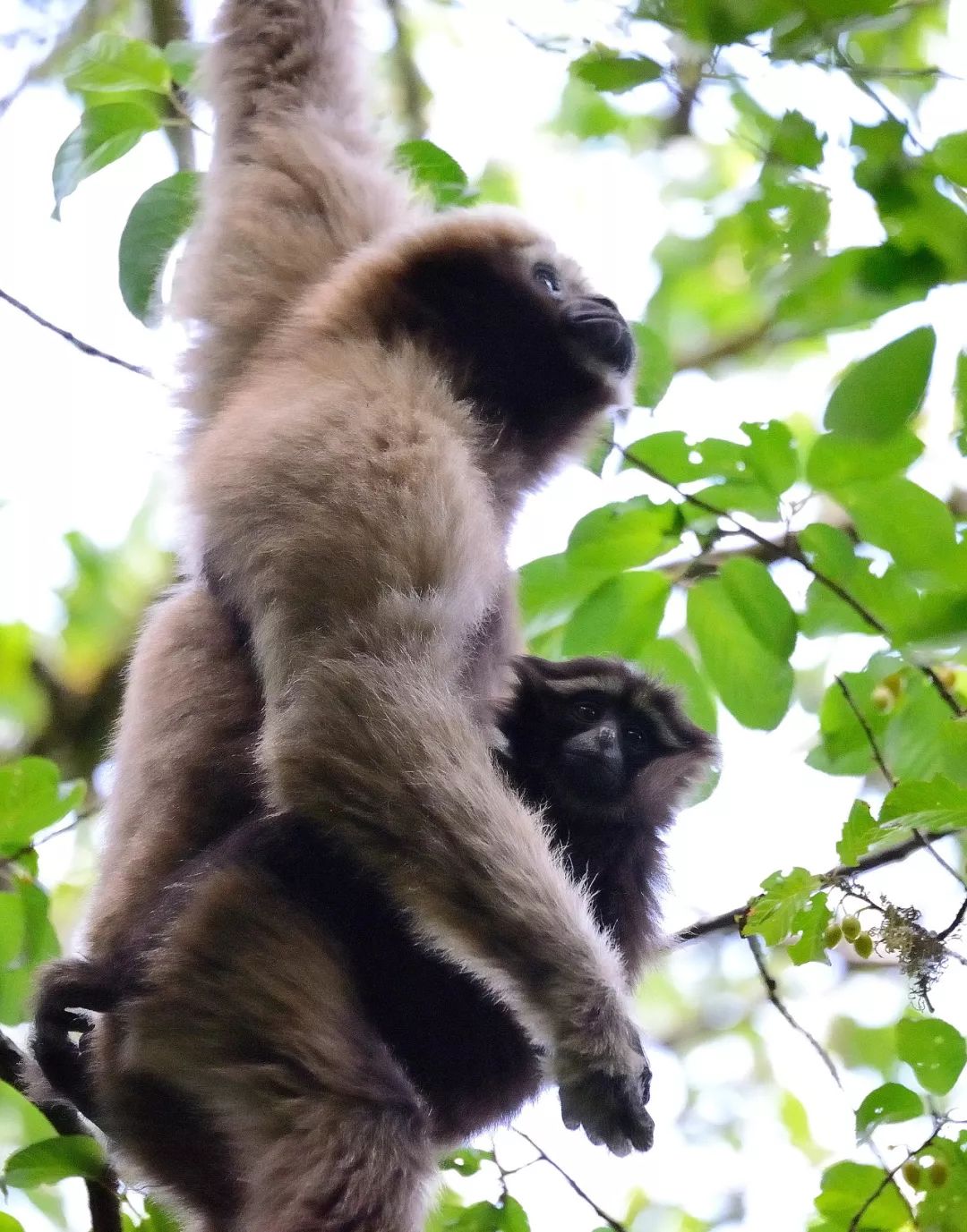 什么是云南神州风物