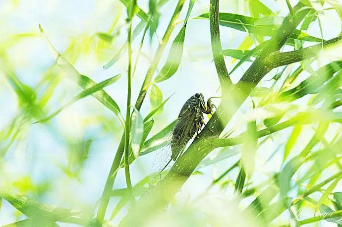 汉俳夏至叶渴蝉倦汗气直