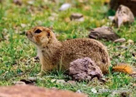 阿拉善黄鼠、达乌尔黄鼠、天山黄鼠,都是松鼠家族成员,不是老鼠-搜狐大视野-搜狐新闻
