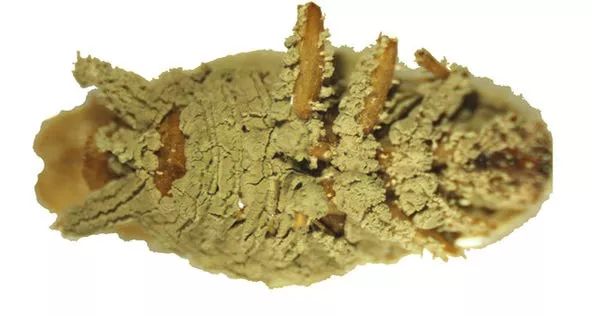 打蚊子都用上基因武器了看完想想有些害怕