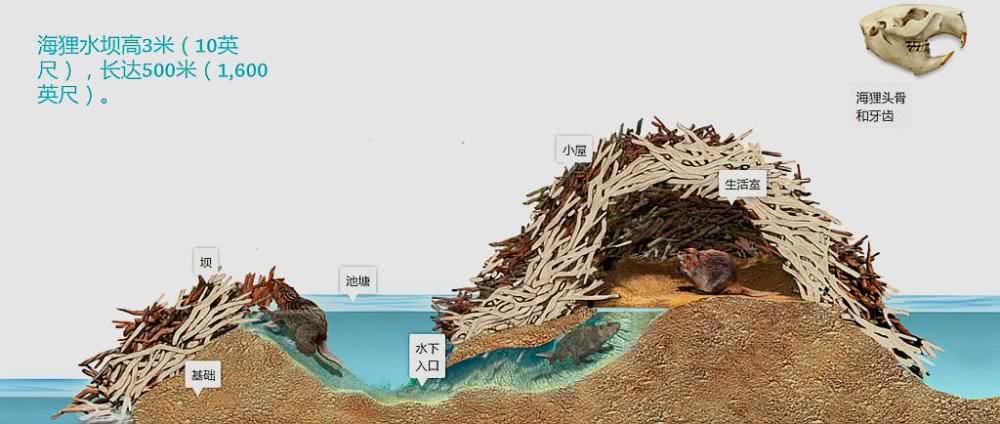 自然界中最伟大的"水利工程师",拦河建坝"利己利民"_河狸