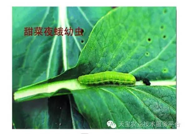 顽固的咀嚼式口器害虫图谱