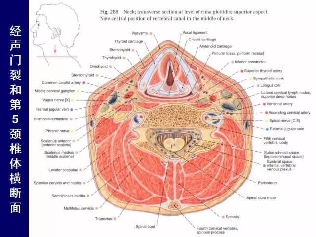 必點收藏高清版頸部斷層解剖