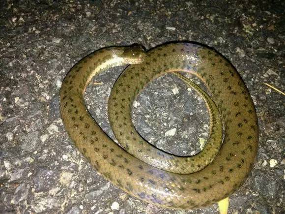 钓鱼遇蛇偷吃这是水蛇还是莽