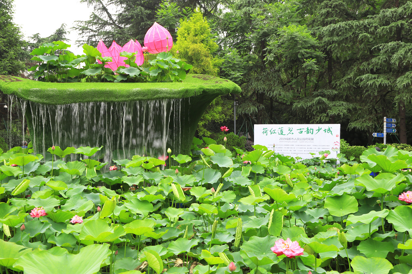 2019人民公园荷花展开幕 八组荷花景点展现别样美景