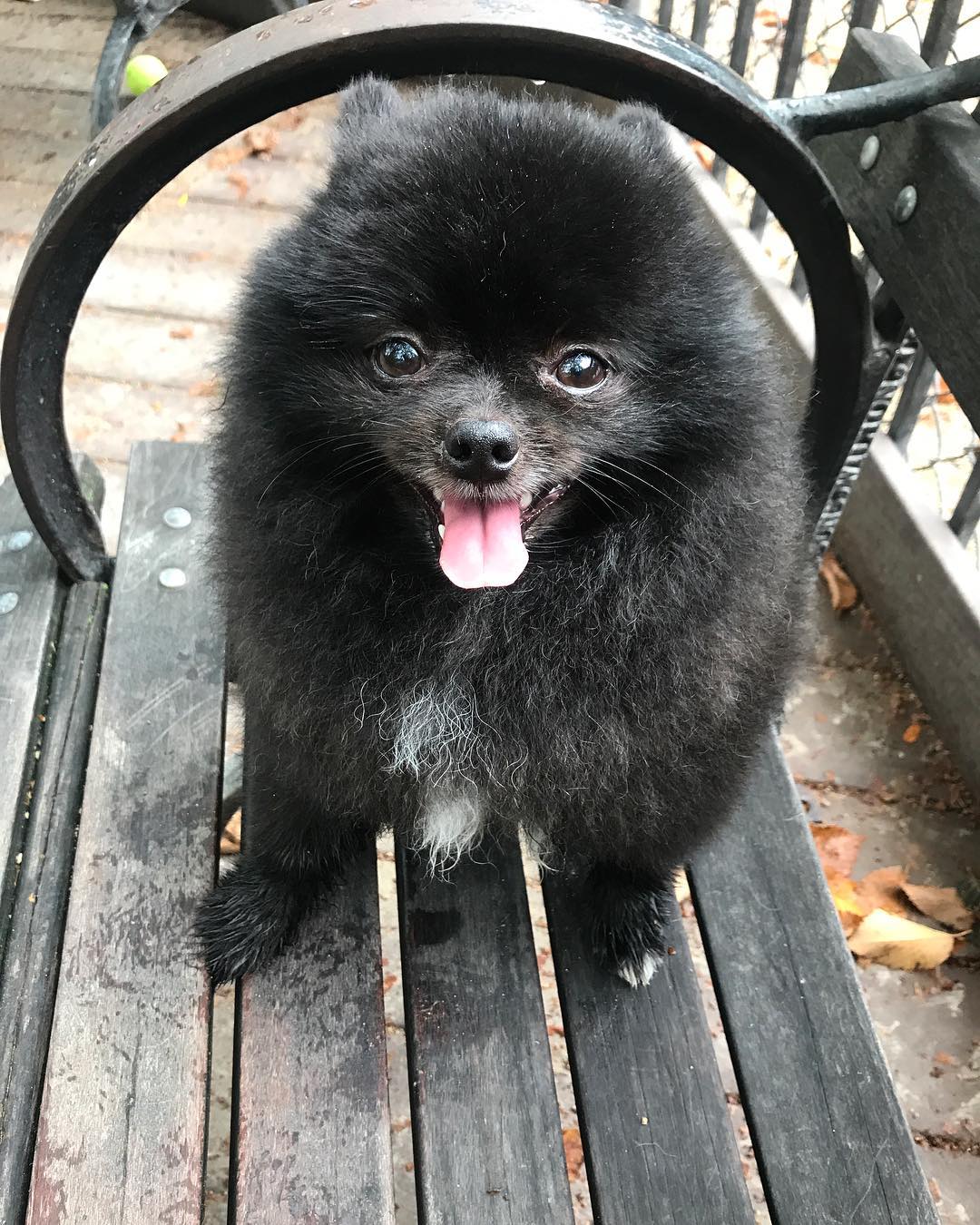 超可爱一只来自韩国名叫玉米的黑色小博美宠物狗狗