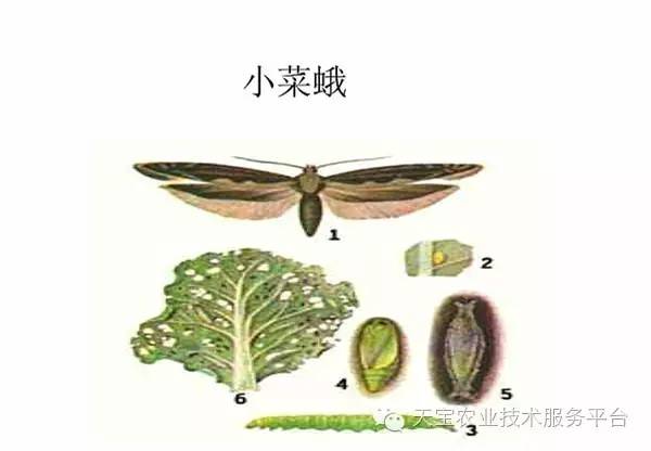 顽固的咀嚼式口器害虫图谱