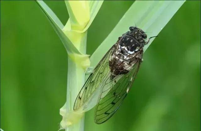 蜩螗(táng)沸羹,叫声沸稠为粘羹,多美的形容!